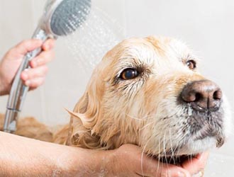 A Dog Is Bathing