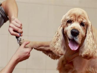 Dog Having Spa & HairCut