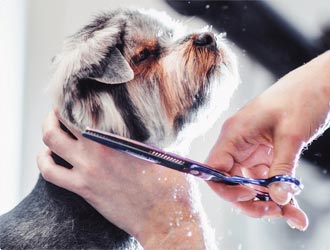 Dog having HairCut