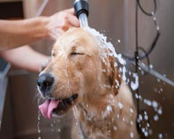 Dog is Getting Shower